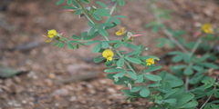 Crotalaria medicaginea var. neglecta
